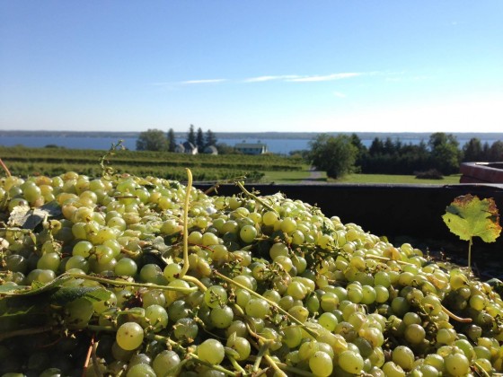 Harvest has begun at Fox Run Vineyards, and many other wineries in the Finger Lakes.